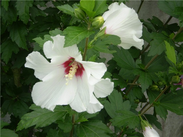 hibiskus